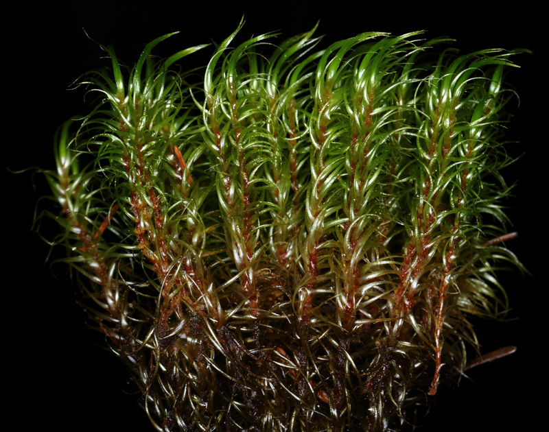 Dicranum majus var. majus